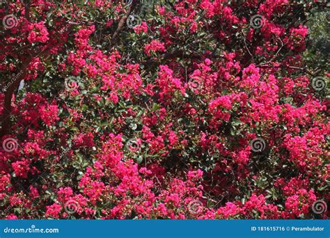 PINK PRIDE of INDIA TREE with FLOWERS and BRANCHES Stock Photo - Image ...