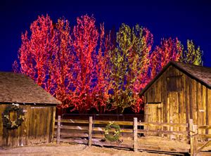 Trail of Lights - Denver Botanic Gardens at Chatfield