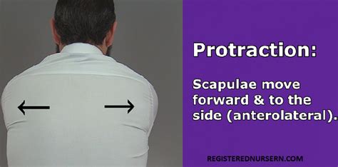 Protraction vs Retraction Anatomy