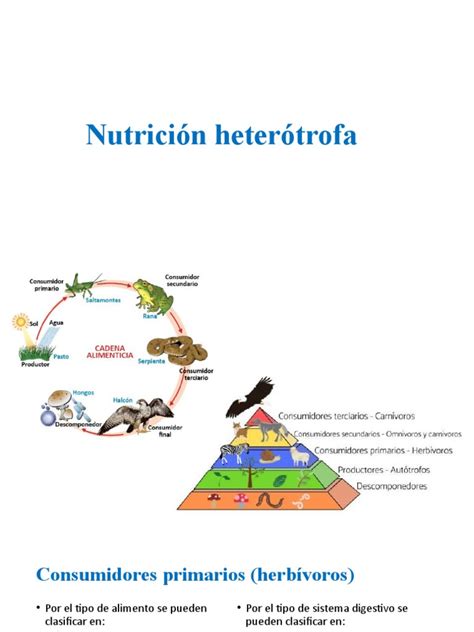 Nutricion Heterotrofa Pdf