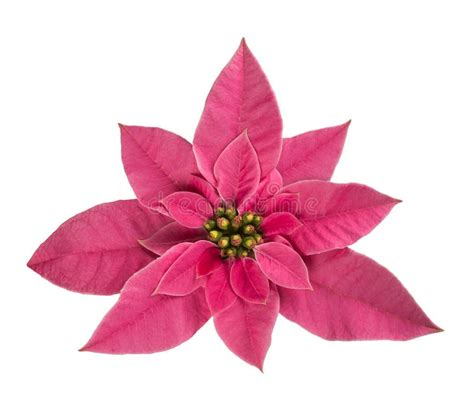 Poinsettia stock photo. Image of blossom, decorative - 63385316