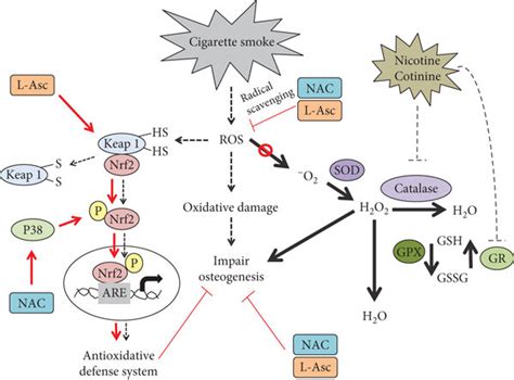 NAC And L Ascorbate Enhance The Osteogenic Differentiation In SCP 1