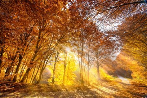 11,282 Golden Sun Rays Autumn Forest Stock Photos - Free & Royalty-Free ...