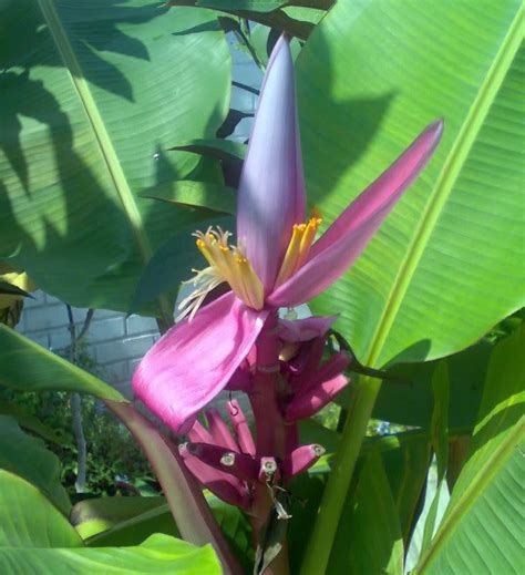 Royal Purple Banana Ornamental Flowering Banana Plant Musa Ornata 10