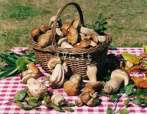 Raccolta Dei Funghi Ai Tempi Della Peste Suina Tutte Le Regole Da