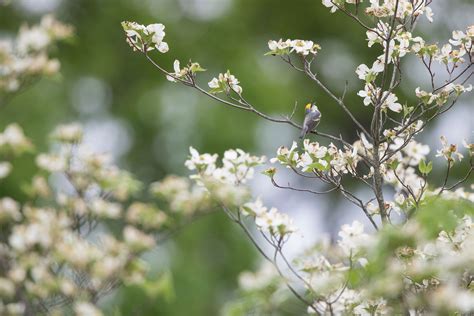 Blue-winged Warbler | Audubon Field Guide