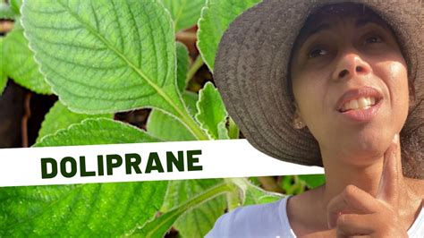 Guide Complet Sur Le Plectranthus Barbatus Doliprane Youtube