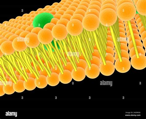 Lipid Layer With Molecules Stock Photo Alamy