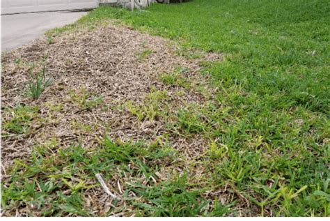 5 St Augustine Grass Diseases - Lawn Affection