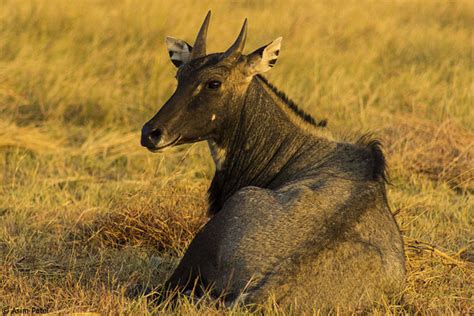 Nilgai Antelope