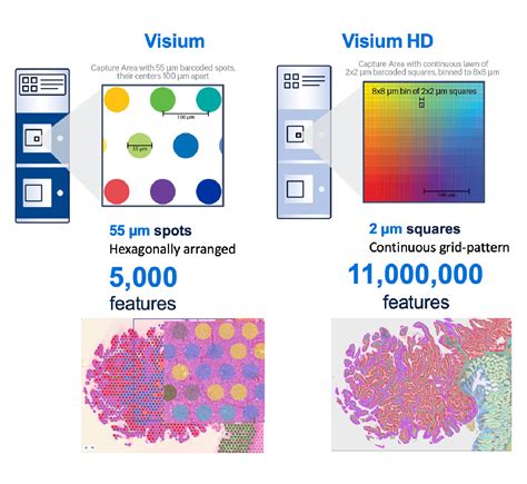 Novogene Presales For Single Cell Spatial Gene Expression With Visium HD