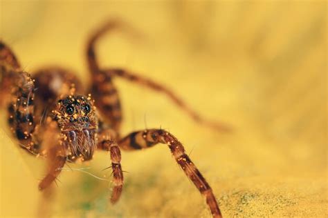 Premium Photo Spider Jumper Macro Arachnophobia Beautiful Jumping