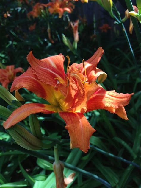 Double Orange Daylily Beautiful Plant For Your Garden