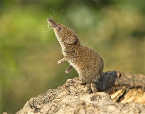 Малая бурозубка (Sorex minutus) – Мир Знаний
