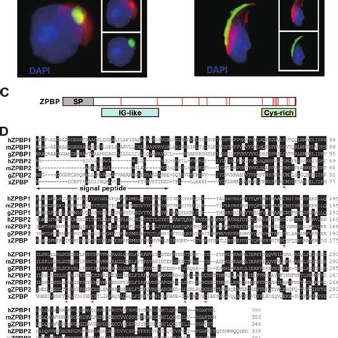 Targeted Disruption Of Zpbp1 And Zpbp2 Results In A Deficiency Of Both