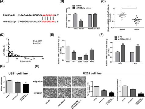 MiR 302a 3p Is A Direct Target Of PSMA3 AS1 A The Target MiRNA