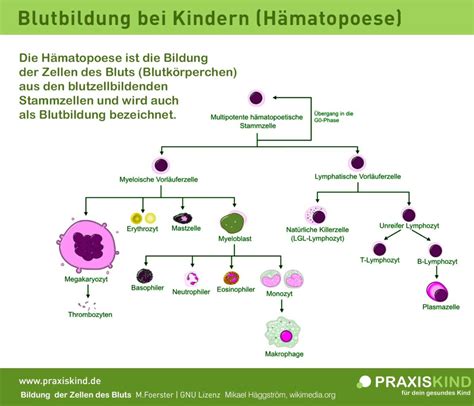 Blut Bei Kindern Blutzellen Und Blutbildung Netpapa