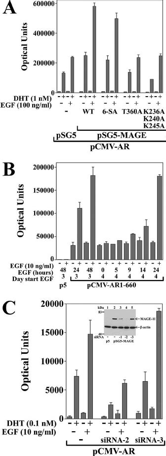 Effects Of MAGE 11 On AR Transcriptional Activity In Ishikawa Cells