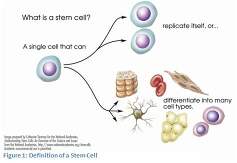 Stem Cell Research Paper Topics, Idea and Thesis Statement