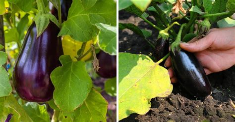 8 Tips For Harvesting Eggplant At The Right Stage Leafyjournal