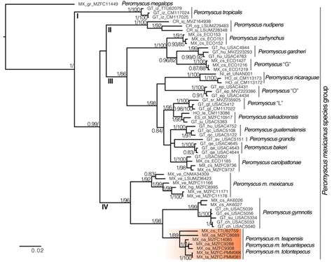 Majority Rule Consensus Tree Obtained From Bayesian Analysis Of