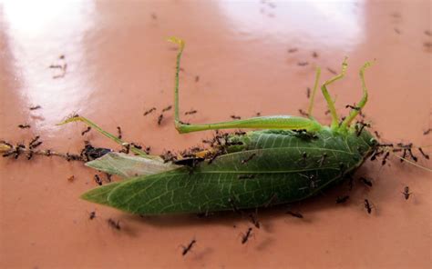 Ants Vs Grasshopper The Ants Are Winning Christopher Porter Flickr