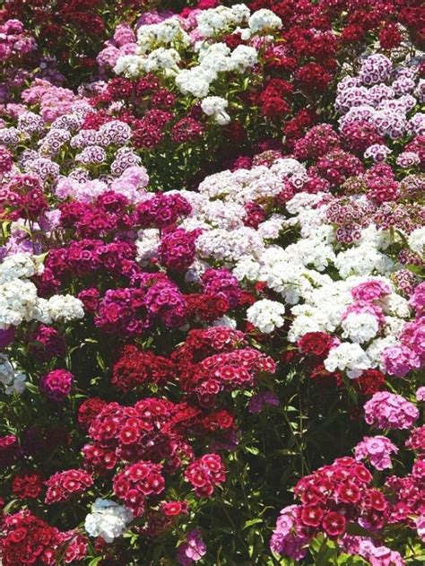 GROWING DIANTHUS FROM SEED Growhappierplants