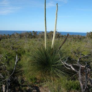 Noongar Culture Plants WA Native - Geographe Nursery