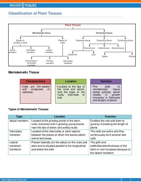 Tissues Class 9th Notes