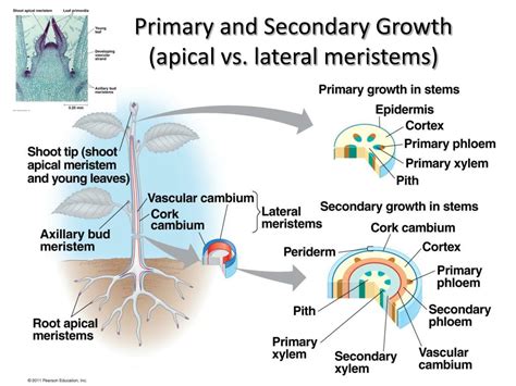 Ppt Introduction To Plants Powerpoint Presentation Free Download