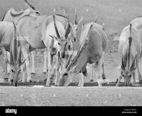 A Herd Of Eland At A Watering Hole In Southern African Savanna Stock