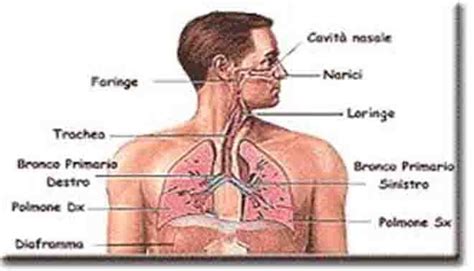 Che Cos è L Apparato Respiratorio