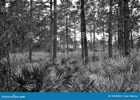 Tropical Florida Woods Stock Photography - Image: 19828202