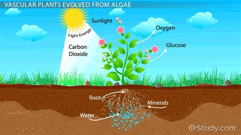 The Evolution of Vascular Plants - Lesson | Study.com