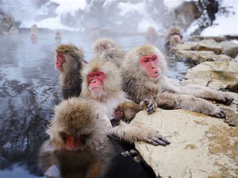 Snow Monkeys Japan Onsen - Daune Eolande