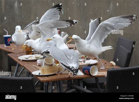 Seagulls pictured eating leftover food from a pub table in Brighton ...