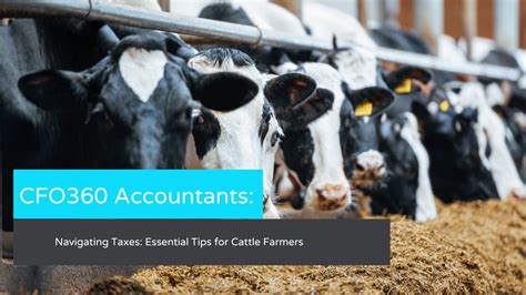 Navigating Taxes Essential Tips For Cattle Farmers Cfo