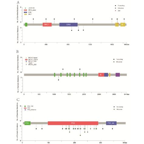 Deleterious Mutations In Germline And Somatic Mutations Download