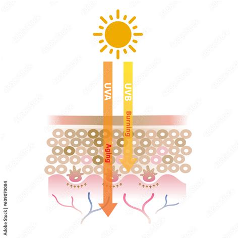 Infographic Of Uva And Uvb Radiation Penetrate Into The Skin Layer