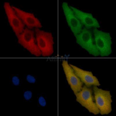 Sod Mouse Monoclonal Antibody Affinity Biosciences Ltd