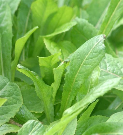 Lactuca Virosa Junglekeyfr Image