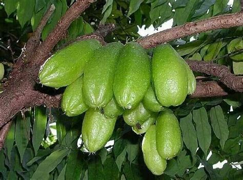 Averrhoa Bilimbi Kamias Or Iba Averrhoa Bilimbi Is A Fruit Bearing