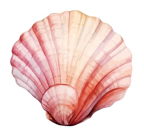 Premium Vector Seashell Watercolor Clipart Vector