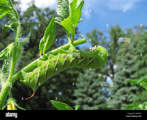 Tobacco hornworm moth caterpillar eating a tomato plant Stock Photo - Alamy