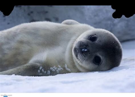 Aww Look How Cute Imgflip