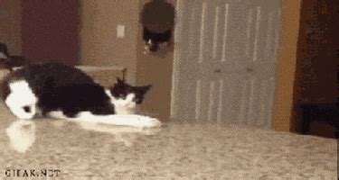 Cat Fail GIF - Find & Share on GIPHY