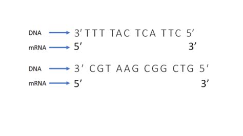 Gene Expression Flashcards Quizlet