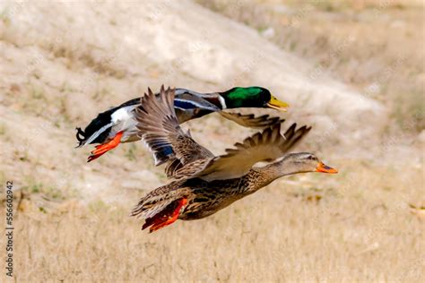 beautiful pictures of mallard duck , The mallard or wild duck is a ...