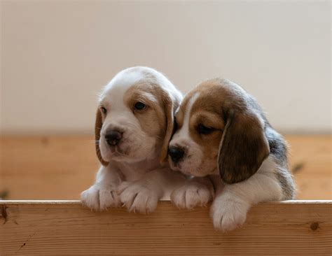 Une Cole Du Chiot Ouvre Ses Portes Bayeux Pour R Tablir Le Curseur