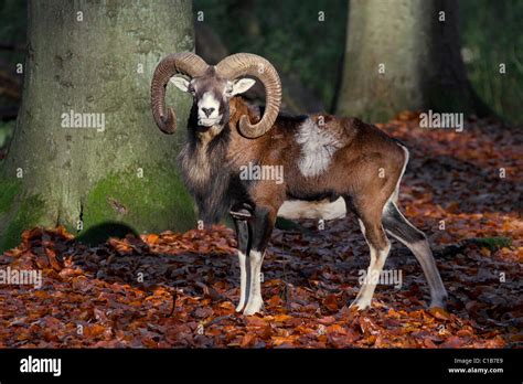 European mouflon (Ovis gmelini musimon / Ovis ammon / Ovis orientalis musimon) ram in forest in ...